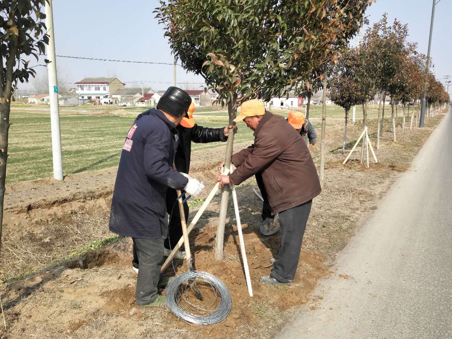 百禄镇对主干道沿线树木进行扶正
