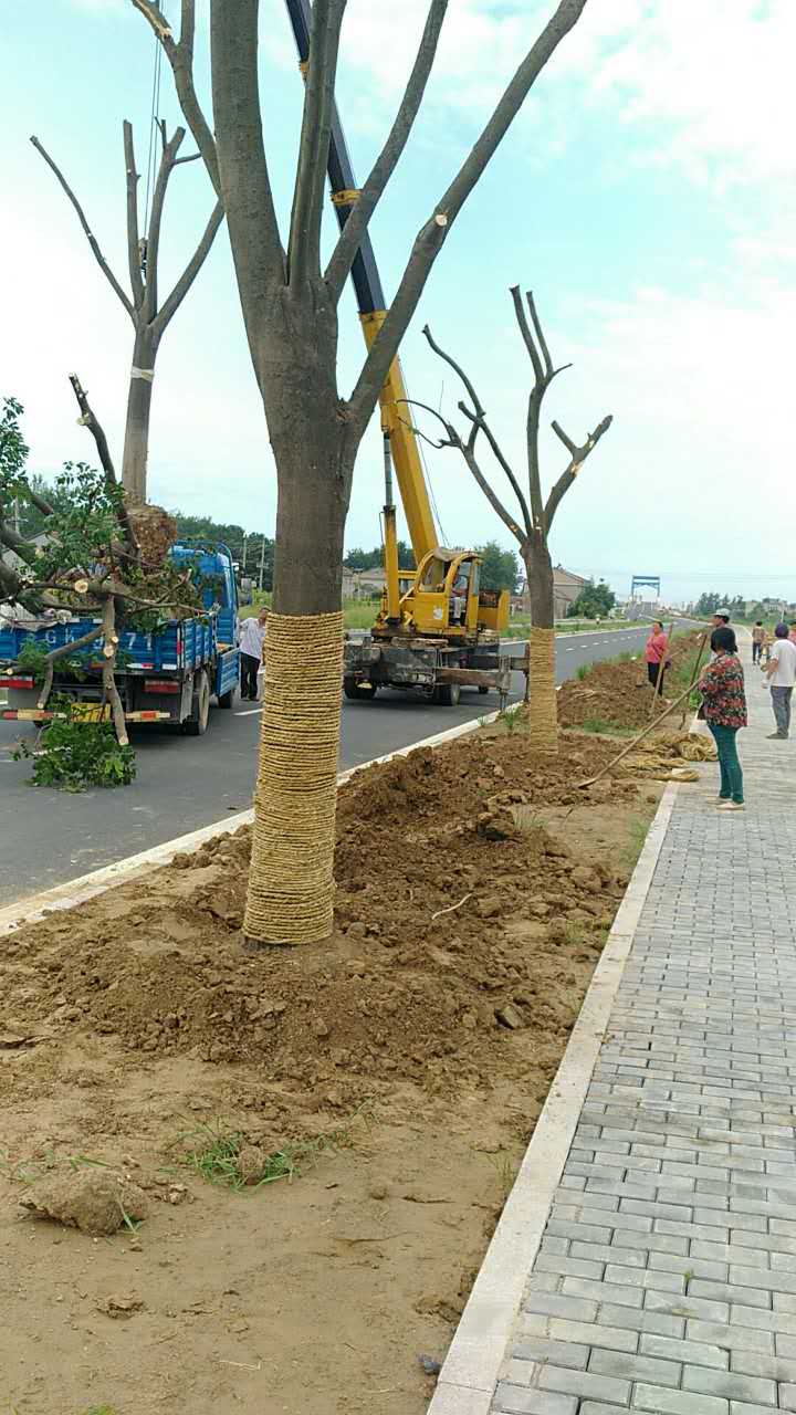 我县积极打造新莞路民生工程及时移植行道树
