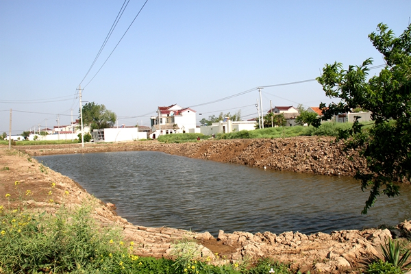图为污水塘清理后塘边棱角分明,水面碧波如许.