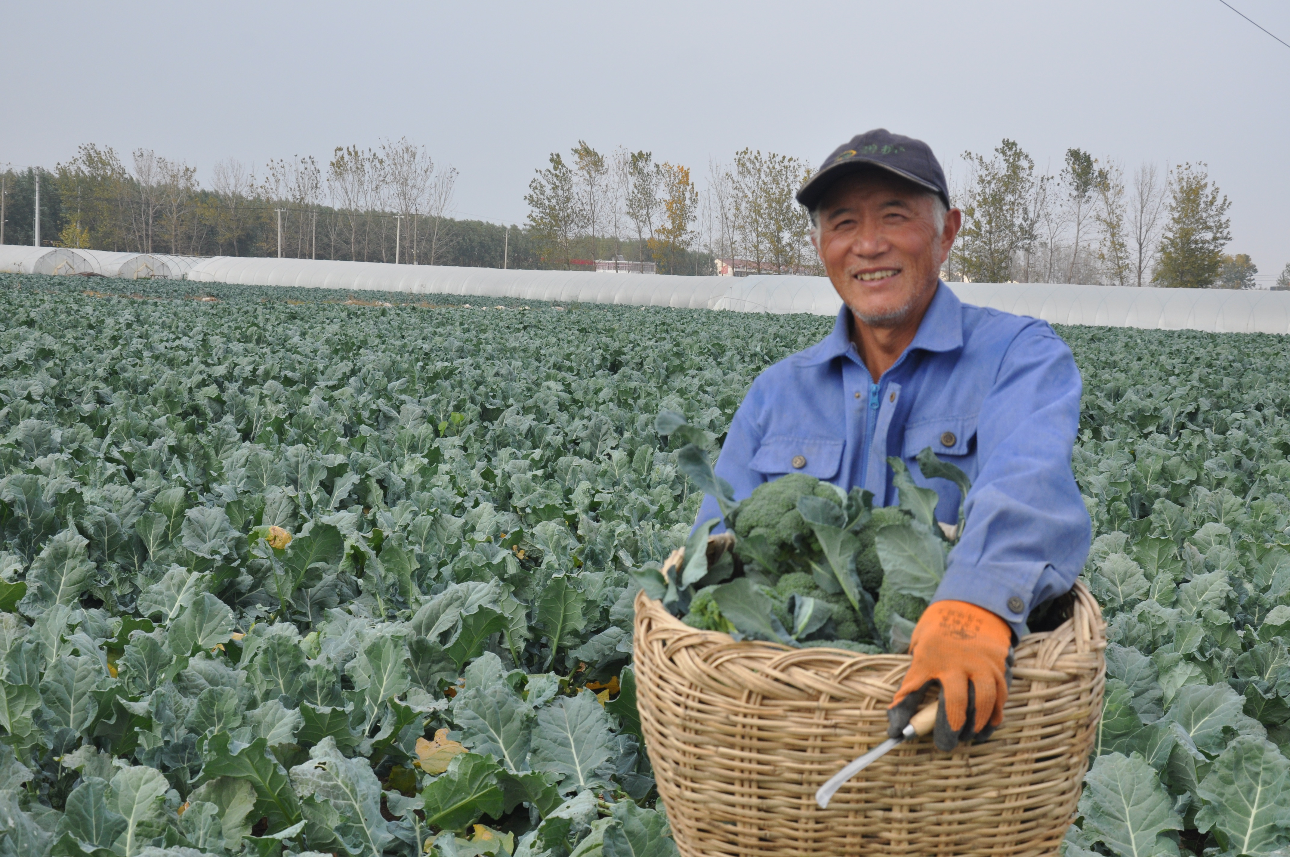今年潘立成流转40亩土地全部栽植西兰花,现已进入收获季节,亩产1500余